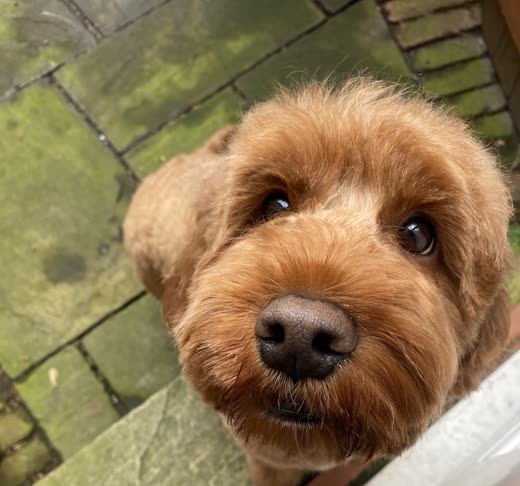 A cockapoo's face and ears, tight circular crop